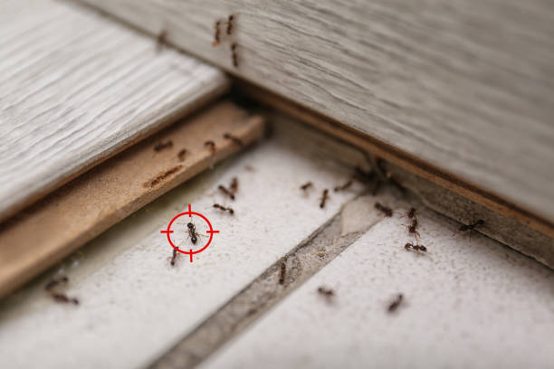 Best Local Pest Control Services  in Pharr, TX