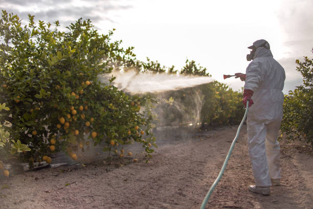 Best Exterminator Services  in Pharr, TX