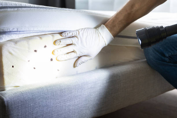 Best Pest Inspection Near Me  in Pharr, TX