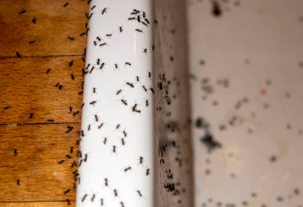 Best Ant Control Services  in Pharr, TX