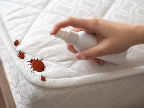 Best Emergency Pest Control  in Pharr, TX